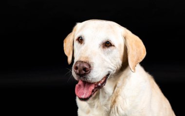 Labrador av köpeği suratlı, siyah bir arka planda dili olan birinin yakın çekimi.