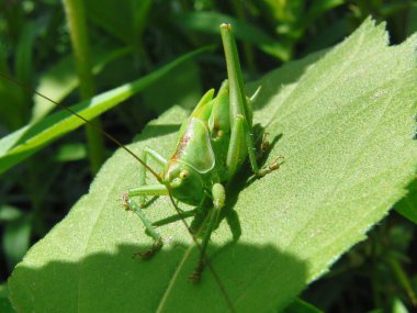 Bahçedeki bir yaprağın üzerinde bir çekirgenin yakın çekimi - mibu