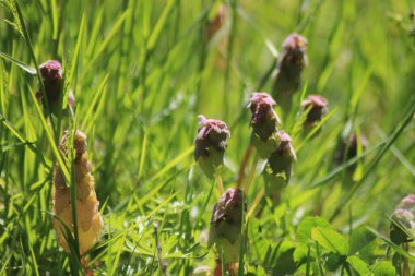 Baharda güneşli bir sabahta, çiçekli çayır ve uzun otların yakın çekimi.