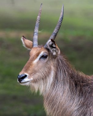Kobus ellipsiprymnus 'un dikey yakın çekimi..