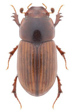 Bok böceği türü Aphodius veya Bodiloides ictericus.