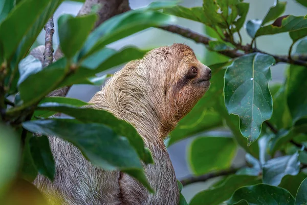 Ένα Κοντινό Πλάνο Ενός Sloths Ένα Δέντρο Πράσινα Φύλλα Γύρω — Φωτογραφία Αρχείου