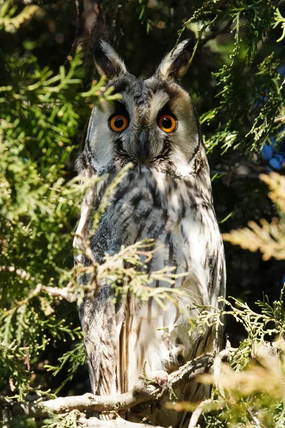 Vertical Closeup Portrait Owl Perched Green Branch Tree Sunlight — Stock Photo, Image