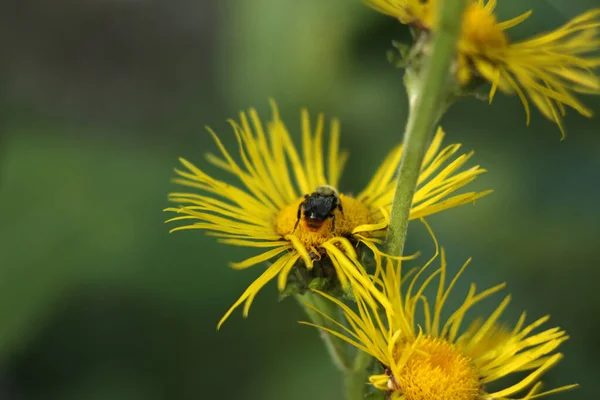 Eine Nahaufnahme Eines Insekts Auf Einer Schönen Elecampane Blume Auf — Stockfoto