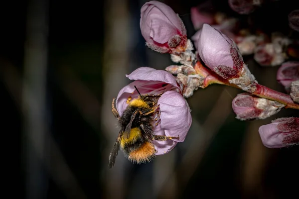 Ένα Κοντινό Πλάνο Μιας Μέλισσας Που Συλλέγει Γύρη Από Άνθη — Φωτογραφία Αρχείου
