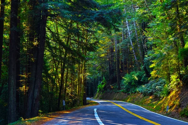 Scenic Shot Highway Surrounded Trees — Stock Photo, Image