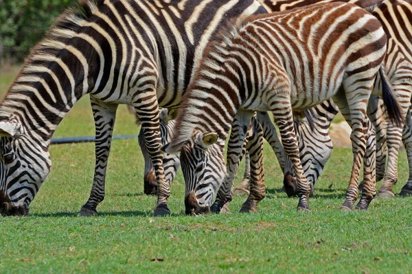 Herd Zebras Pazuri Park Close City Lusaka Zambia Africa — Stock Photo, Image