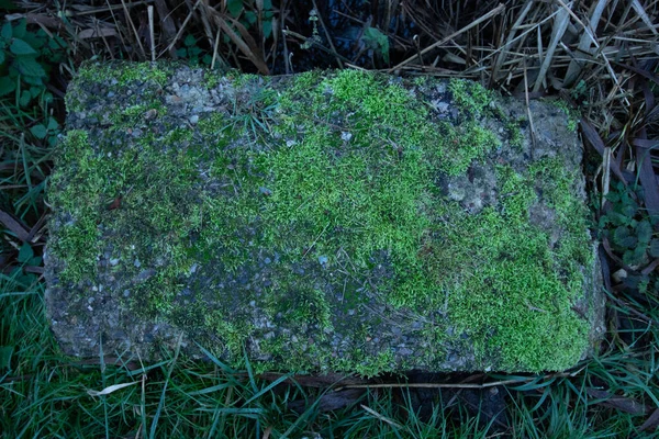 Primer Plano Musgo Sobre Piedra Con Fondo Borroso — Foto de Stock