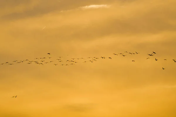 夕阳西下 一群沙丘鹤拍出美丽的照片 — 图库照片