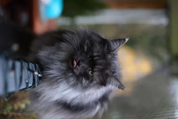 Een Grijze Chagrijnige Kat Staart Naar Camera Met Groene Ogen — Stockfoto