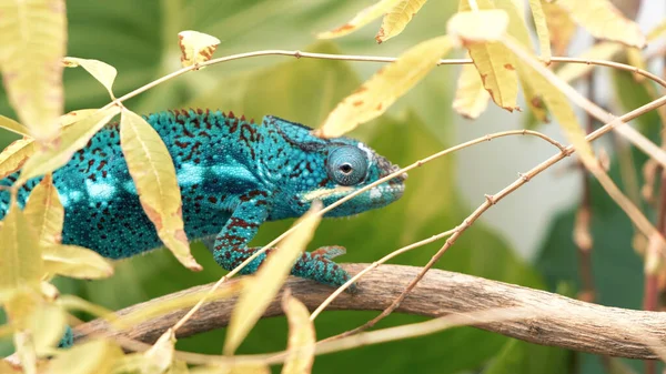 Camaleão Azul Verde Rastejando Galho Árvore Contra Fundo Turvo — Fotografia de Stock