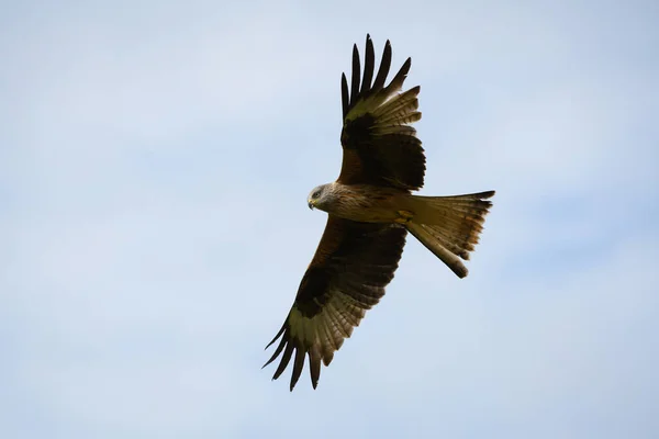 Närbild Röd Drake Flyger Högt Upp Blå Himmel Med Vingarna — Stockfoto