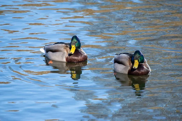 在阳光灿烂的日子里 两只在水面上漂浮的野鸭鸟的特写镜头 — 图库照片