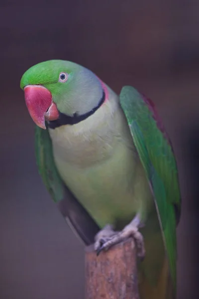 Foco Selecionado Vertical Papagaio Anelado Alexander Empoleirado Tronco Madeira — Fotografia de Stock