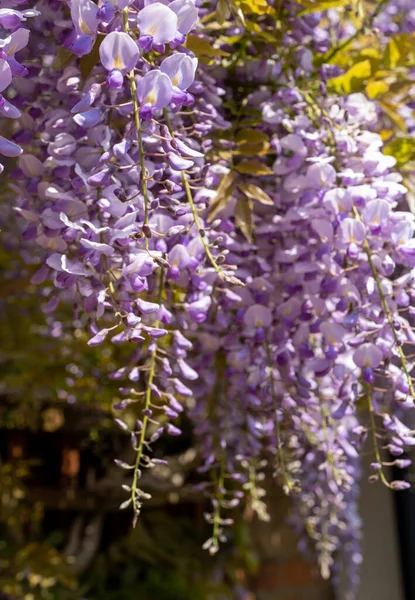 Beautiful Shot Boughs Wisteria Residential London Property — Stock Photo, Image