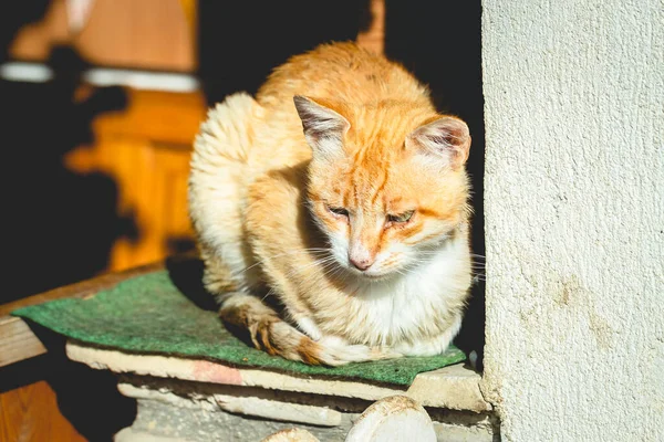 Gato Pelo Rojo Doméstico Deleita Con Los Rayos Del Sol —  Fotos de Stock