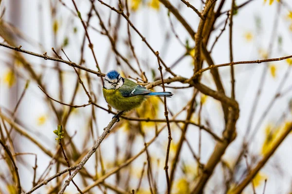 Beautiful Great Tit Bird Perching Bushes Blurred Background — 图库照片