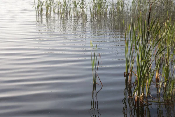 Uma Manhã Enevoada Uma Baía Lago Vaxjo Suécia — Fotografia de Stock