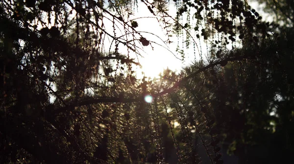 Primo Piano Del Sole Che Splende Tra Rami Degli Alberi — Foto Stock