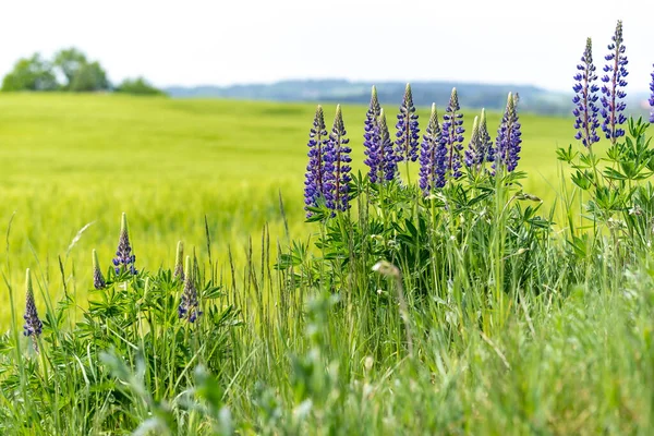 Närbild Skott Färsk Lupin Blommar Våren — Stockfoto
