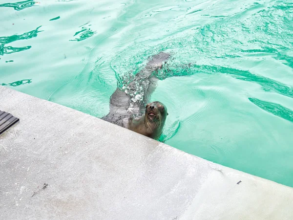 Simpatico Leone Bagnato Che Nuota Piscina — Foto Stock