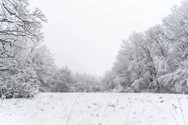 Een Prachtig Uitzicht Besneeuwde Bomen Het Bos — Stockfoto