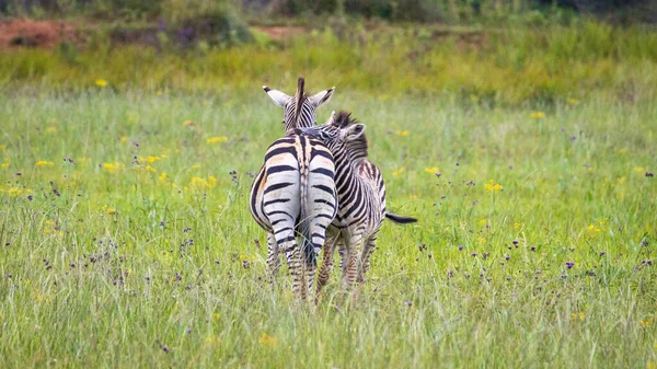 Een Paar Zebra Het Weitje Het Platteland — Stockfoto