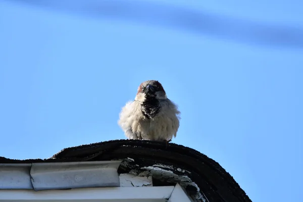 Low Angle Shot House Sparrow Rooftop Blue Sky — Stock Photo, Image