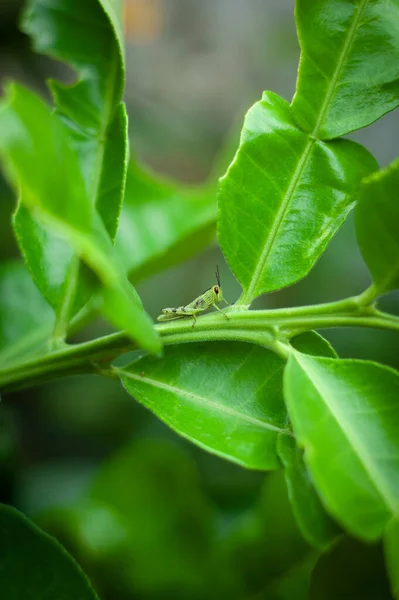 Colpo Una Piccola Cavalletta Verde Sulle Foglie Verdi Con Sfondo — Foto Stock