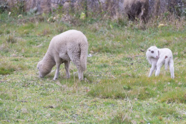 フィールド内の子羊の放牧とEweの閉鎖 ポンテベドラ ガリシア スペイン — ストック写真