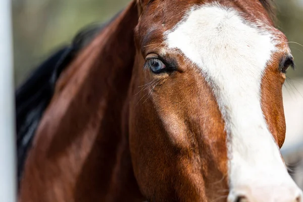 Nahaufnahme Eines Braunen Pferdes Auf Einem Bauernhof — Stockfoto