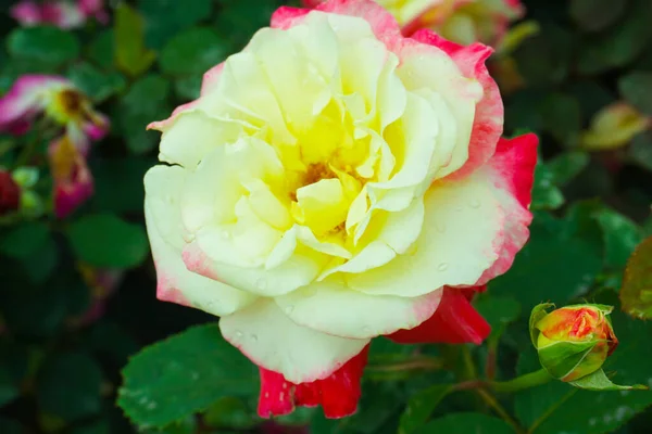 Ένα Κοντινό Πλάνο Ενός Λευκού Τριαντάφυλλου Που Ανθίζει Στον Κήπο — Φωτογραφία Αρχείου