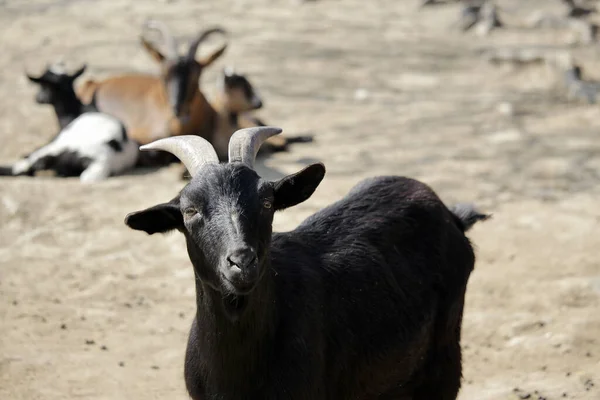 A black goat with goats in other colors in the background
