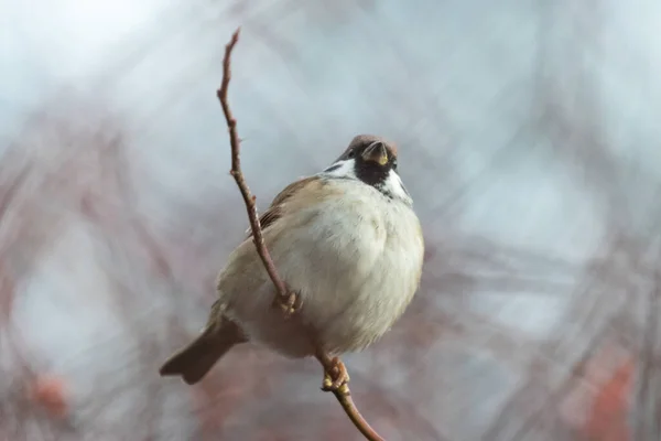 Low Angle View Eurasian Tree Sparrow Passer Montanus Perched Slim — Stock Photo, Image