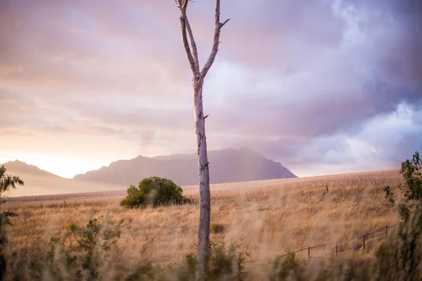 Der Bewölkte Düstere Himmel Über Dem Feld Mit Einem Kahlen — Stockfoto