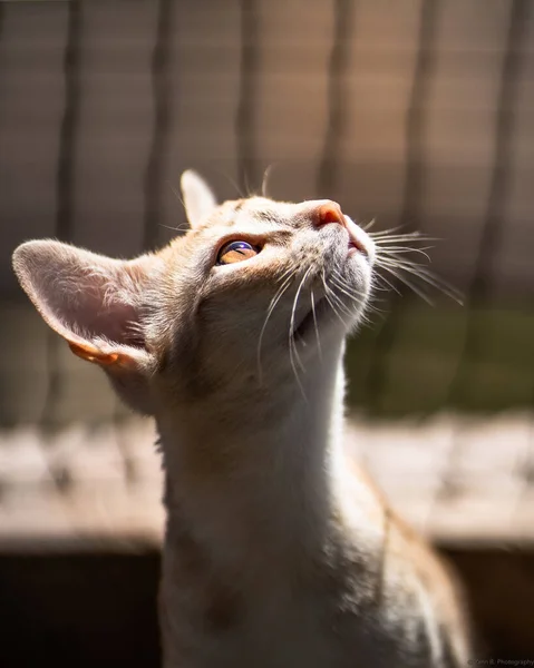 Vertikální Detailní Záběr Rozkošného Habešského Koťátka Žlutýma Očima Vystaveného Slunci — Stock fotografie