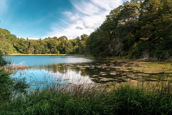 Beautiful Summer Landscape Lake Surrounded Green Vegetation — Stock Photo, Image