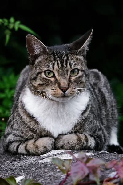 Retrato Vertical Gato Tabby Tendido Suelo Sobre Fondo Borroso —  Fotos de Stock