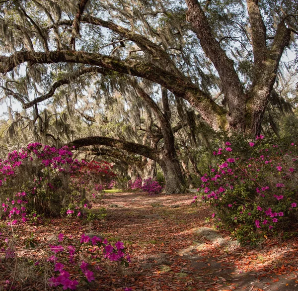 Piękne Ujęcie Ścieżki Otoczonej Purpurowymi Kwiatami Drzewami — Zdjęcie stockowe