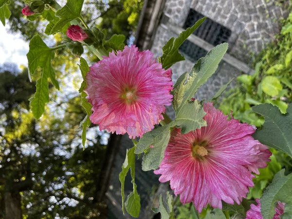 Eine Vertikale Nahaufnahme Blühender Rosa Malvenblüten — Stockfoto