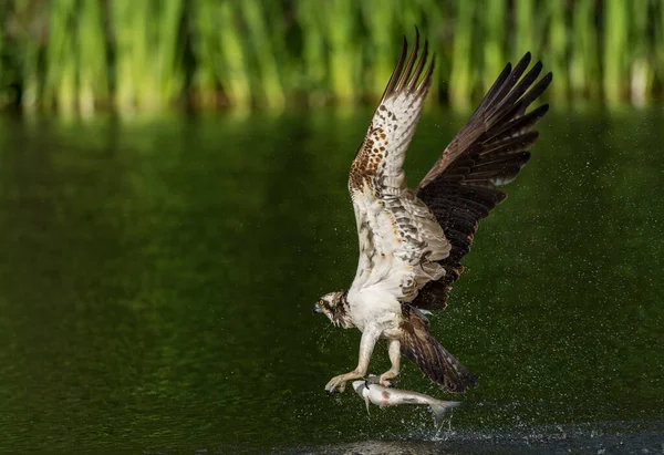 Ein Selektiver Fokus Eines Fischadlers Mit Seinem Fang Bei Aviemore — Stockfoto