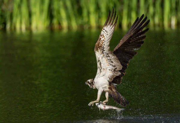 Foco Seletivo Uma Ospreia Com Sua Captura Aviemore Escócia — Fotografia de Stock