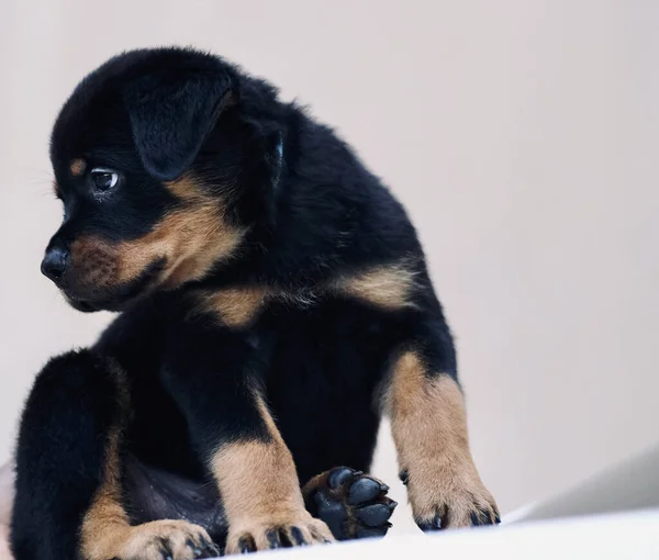 Primo Piano Simpatico Cucciolo Nero Rottweiler Che Piega Testa — Foto Stock