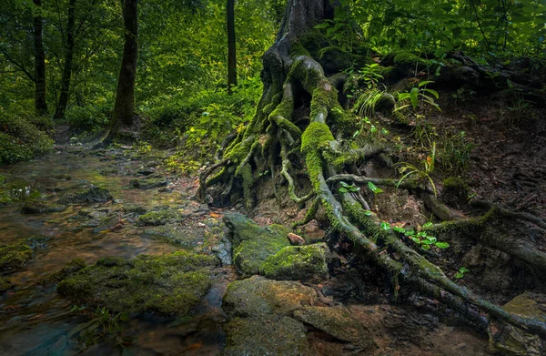 Les Racines Arbre Dans Parc Cherokee — Photo