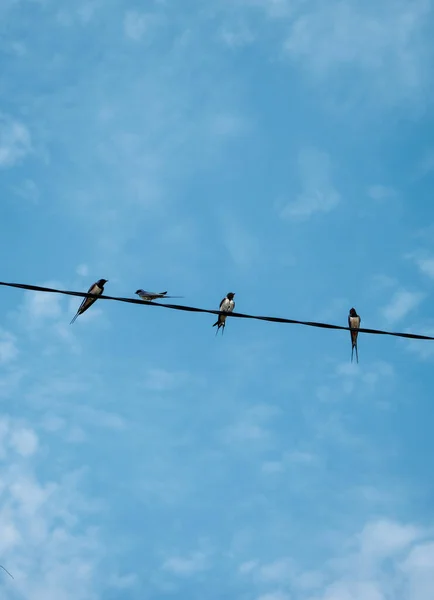 Plan Vertical Oiseaux Assis Sur Fil Sur Fond Bleu Ciel — Photo