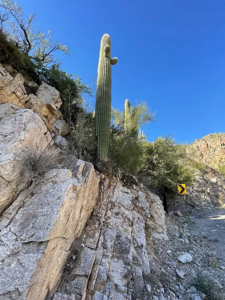 Pionowy Strzał Saguaro Naturze — Zdjęcie stockowe