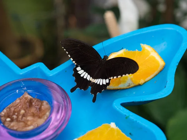 Primer Plano Una Mariposa Negra Una Rebanada Naranja —  Fotos de Stock