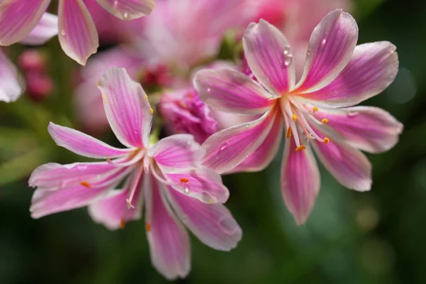 Eine Nahaufnahme Von Rosa Siskiyou Lewisia Blumen Auf Einem Unscharfen — Stockfoto