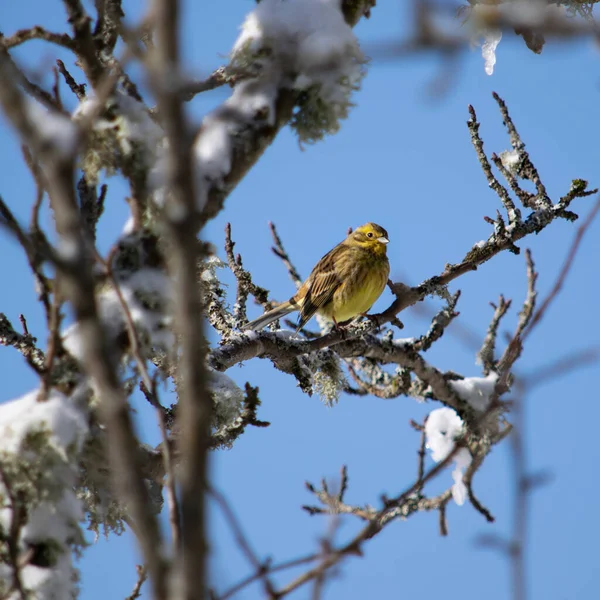 冬には木の枝に座って明るい黄色の普通のオートミールのクローズアップ — ストック写真