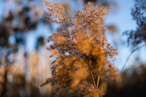 Enfoque Selectivo Una Caña Común Día Otoño — Foto de Stock